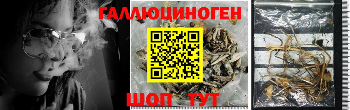 Псилоцибиновые грибы Psilocybine cubensis Ярославль